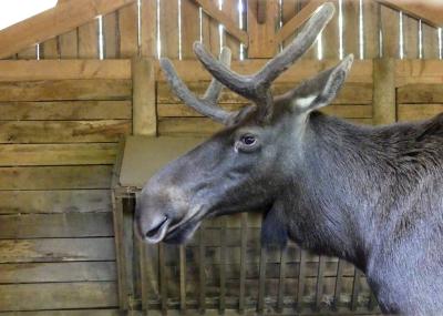 Elan d'Europe - 2017