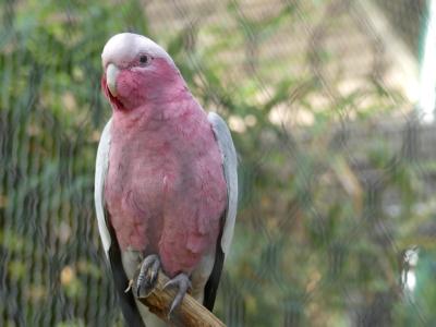 Cacatoes rosalbin