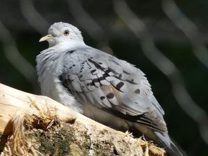 Colombe bleutée