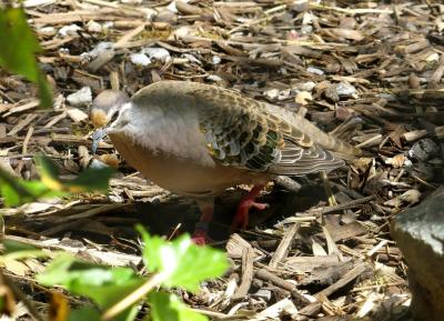 Colombine lumachelle