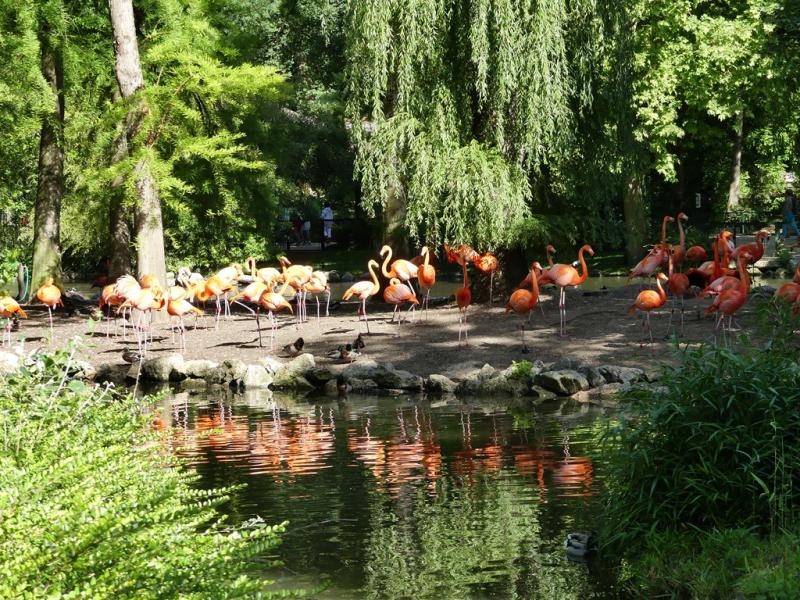Flamant rose