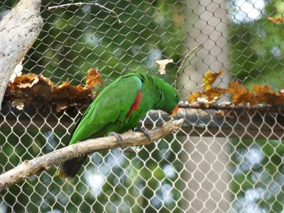 Grand eclectus