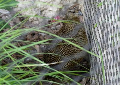 Perdrix de Madagascar