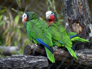 Amazone de Cuba