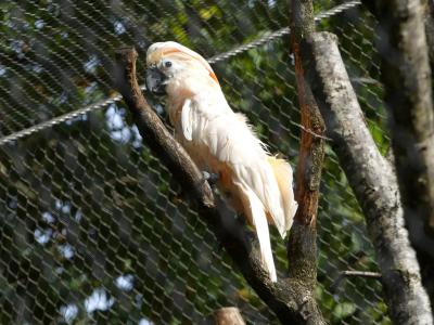 Cacatoés des Philippines
