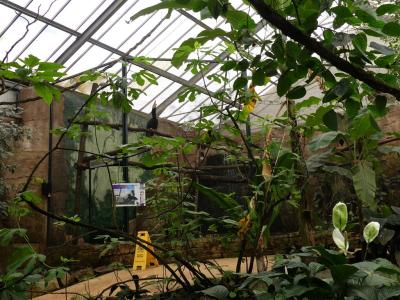 Calao rhinocèros de Java