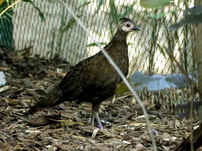 Eperonnier napolèon