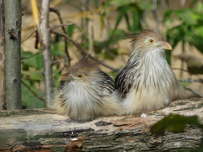 Guira cantara