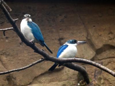 Martin chasseur à collier blanc