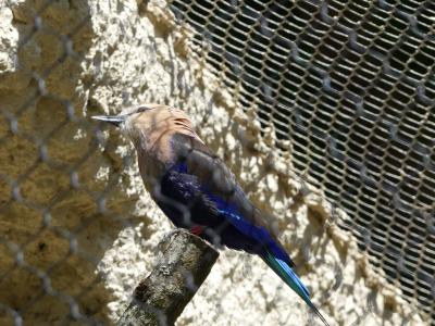 Rollier à ventre bleu