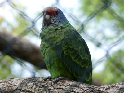 You you du Sénégal