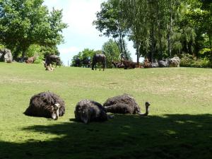 Autruche