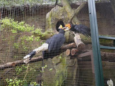 Calao rhinocéros de Java