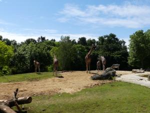 Girafe réticulée