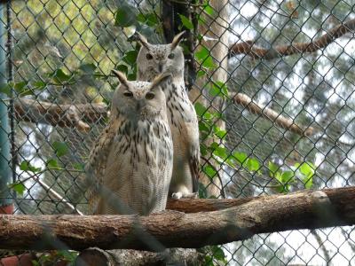 Grand duc de Sibérie