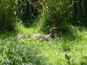 Guépard