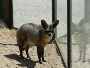 Otocyon