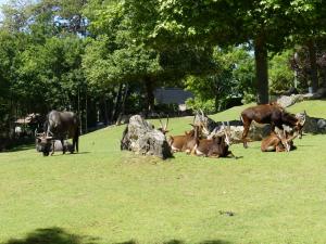 Paine africaine