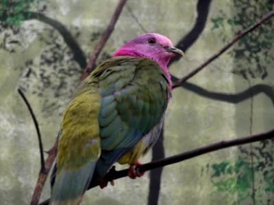 Ptilope à tête rose