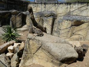 Suricate