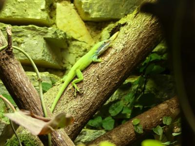 Anolis d'Allison