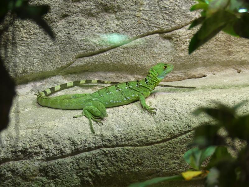 Basilic vert