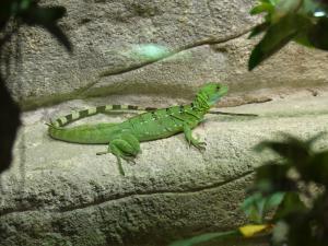 Basilic vert