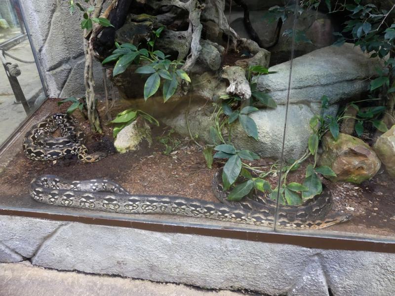 Boa de Madagascar