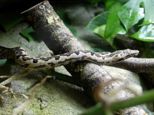 Boa du Pacifique