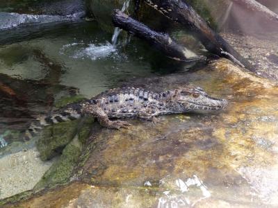 Caïman de Schneider