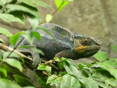 Caméléon panthère