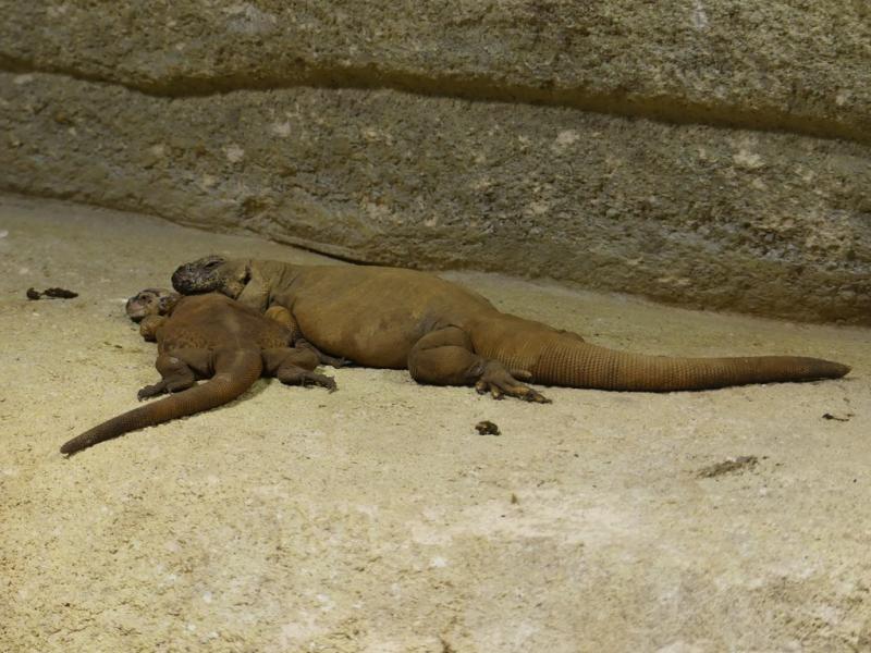 Chuckwalla