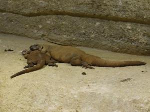 Chuckwalla