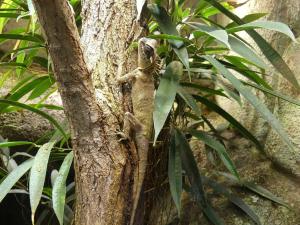 Dragon cornu des montagnes