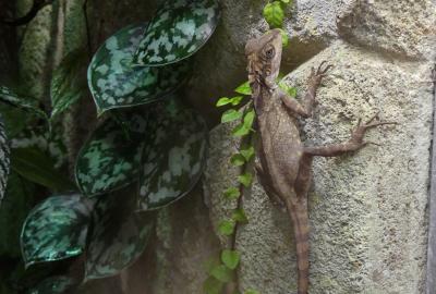 Dragon géant des forêt