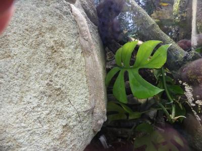 Gecko à queue plate