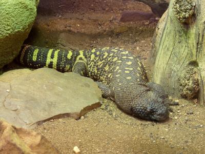 Héloderme perlé du Rio Grande