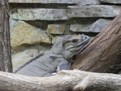 Iguane rhinocéros