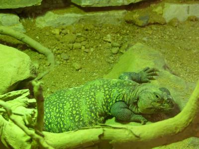 Lézard fouette queue