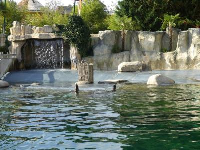 Otarie de Californie