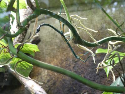 Phasme bleu de Madagascar