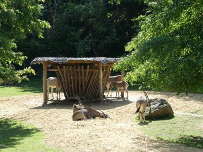 Ane de Somalie - Oryx beisa