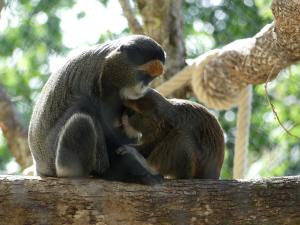 Cercopithèque de Brazza