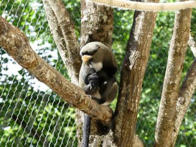 Cercopithèque de Brazza