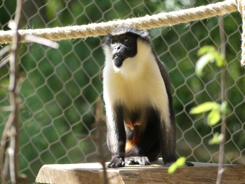 Cercopithèque diane
