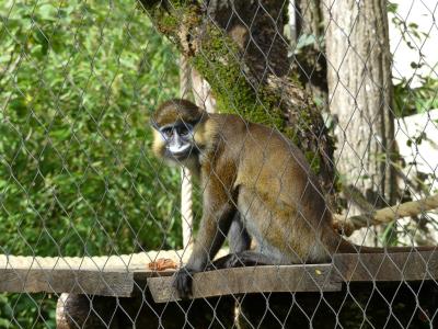 Cercopithèque moustac