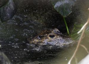 Crocodile nain