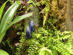 Dendrobate bleu