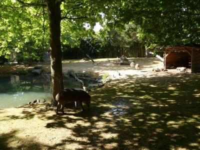 Pampa sud-américaine