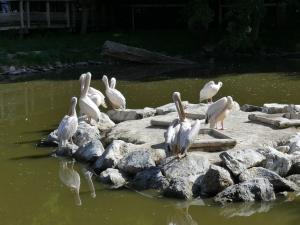 Pélican blanc